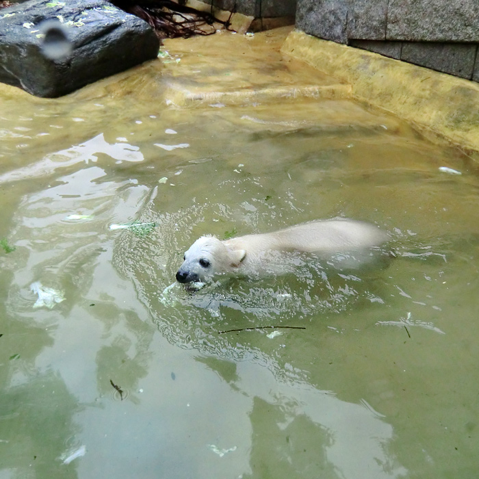 Eisbärchen ANORI am 2. Mai 2012 im Wuppertaler Zoo