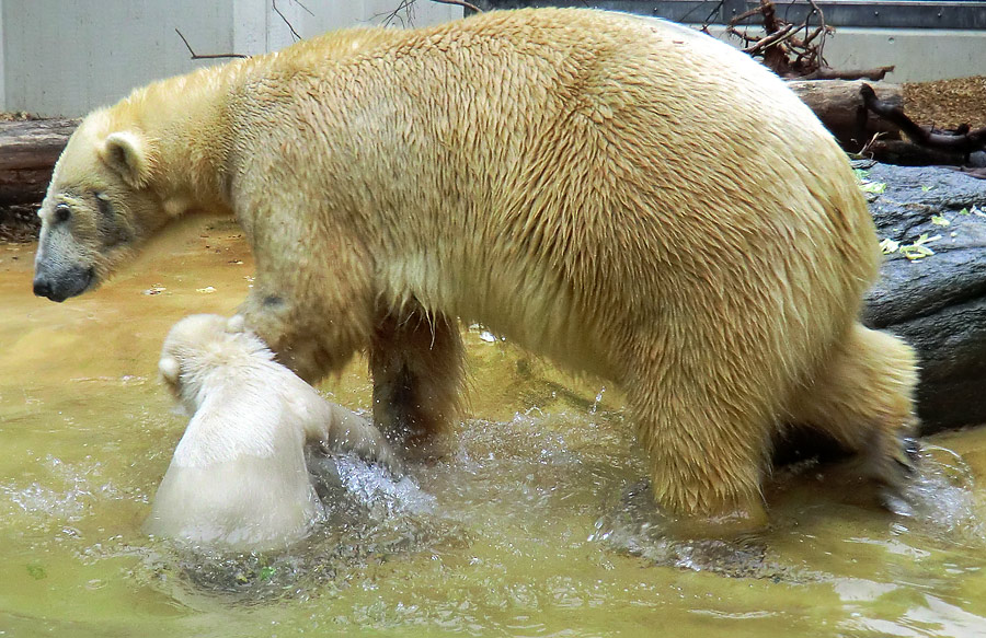 Eisbärchen ANORI und Eisbärin VILMA am 2. Mai 2012 im Zoologischen Garten Wuppertal