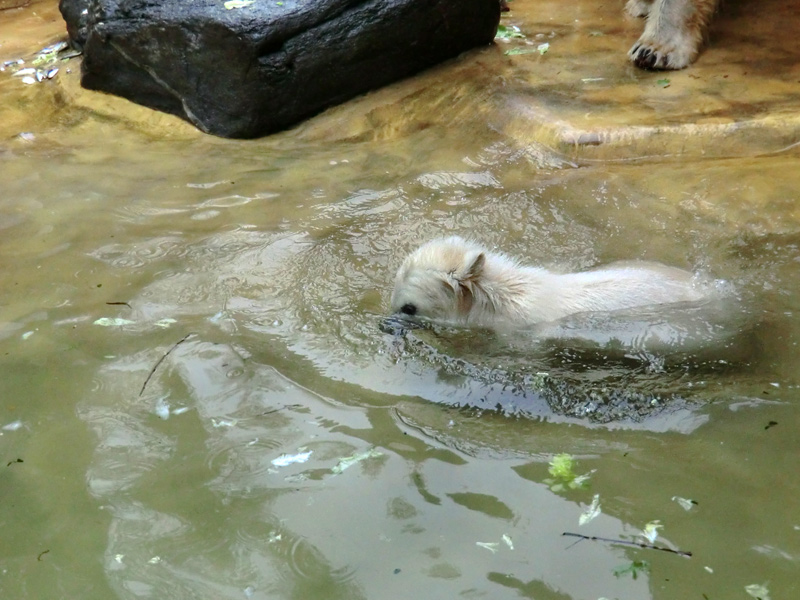 Eisbärchen ANORI am 2. Mai 2012 im Wuppertaler Zoo