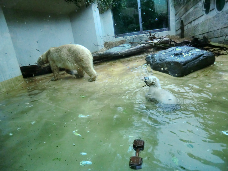 Eisbärin VILMA und Eisbärchen ANORI am 2. Mai 2012 im Zoo Wuppertal