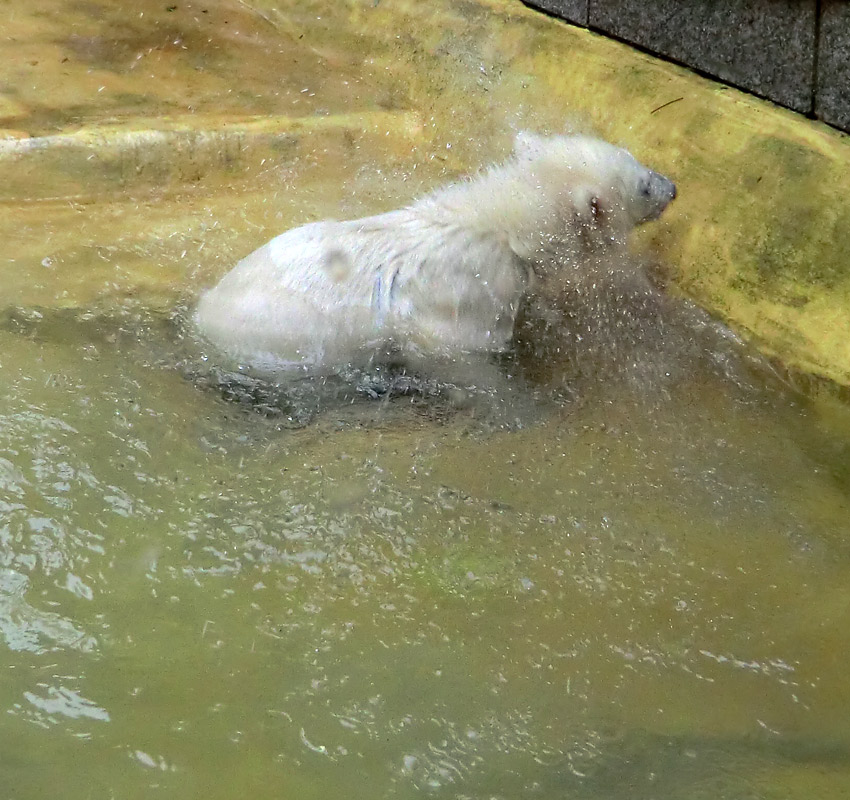 Eisbärchen ANORI am 2. Mai 2012 im Wuppertaler Zoo