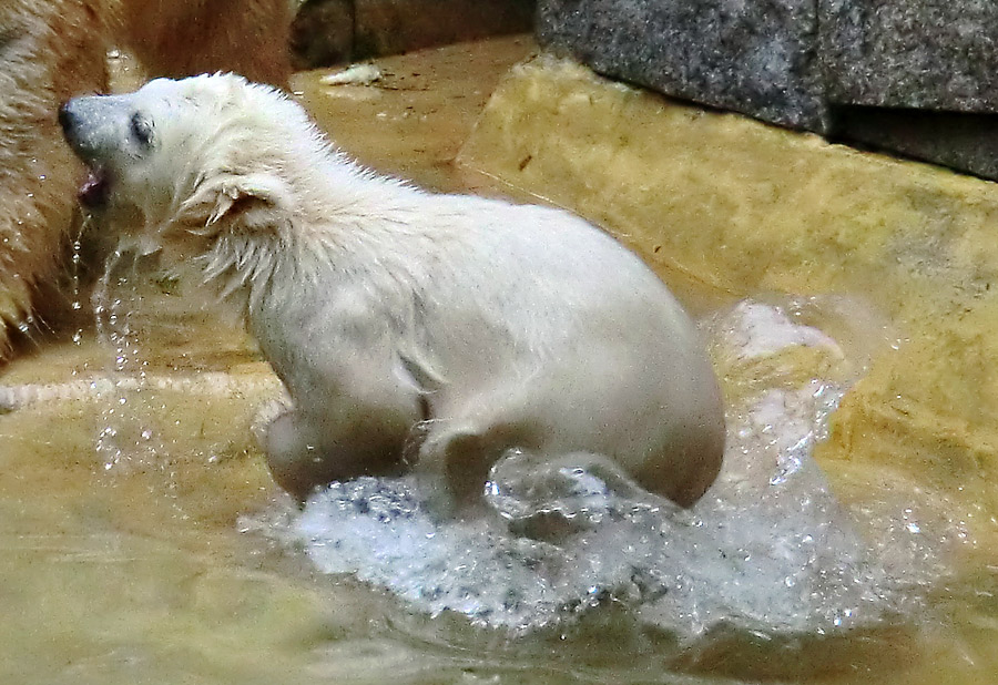 Eisbärchen ANORI am 2. Mai 2012 im Wuppertaler Zoo