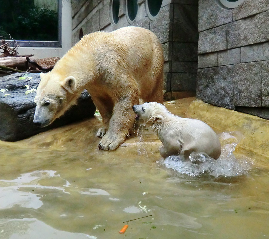 Eisbärin VILMA und Eisbärchen ANORI am 2. Mai 2012 im Zoo Wuppertal