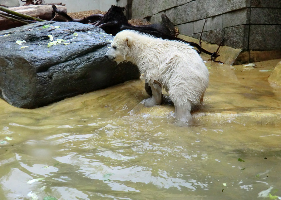 Eisbärchen ANORI am 2. Mai 2012 im Wuppertaler Zoo