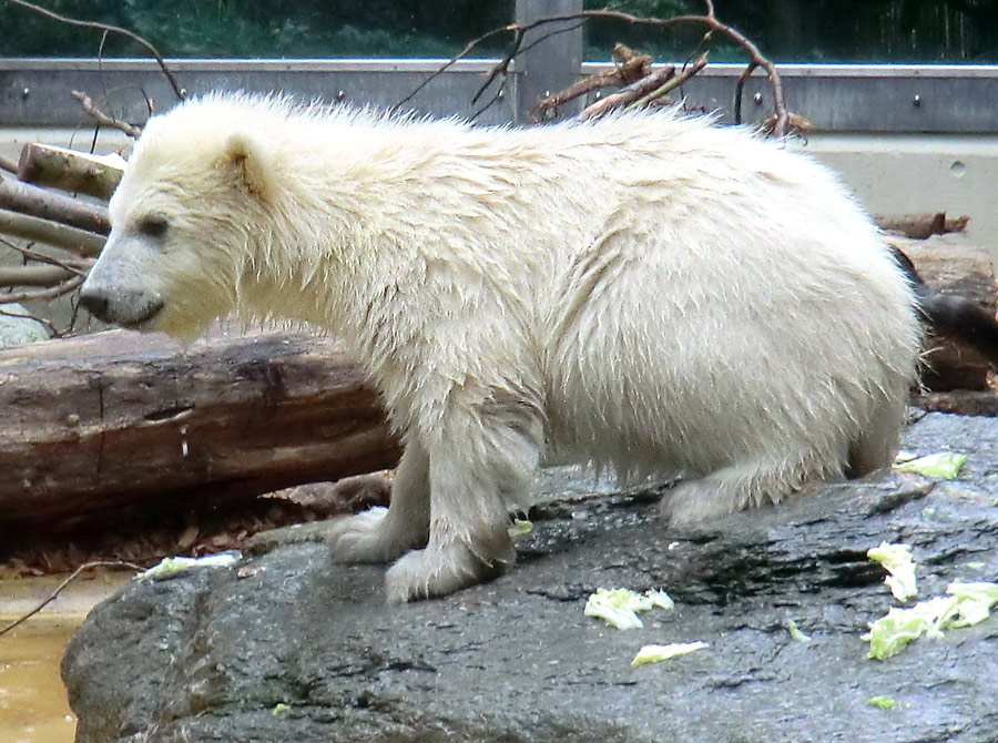 Eisbärchen ANORI am 2. Mai 2012 im Zoo Wuppertal