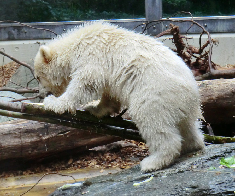 Eisbärchen ANORI am 2. Mai 2012 im Zoologischen Garten Wuppertal