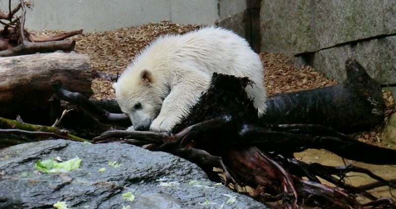 Eisbärchen ANORI am 2. Mai 2012 im Wuppertaler Zoo