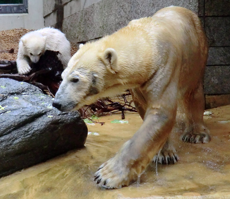 Eisbärchen ANORI und Eisbärin VILMA am 2. Mai 2012 im Zoo Wuppertal