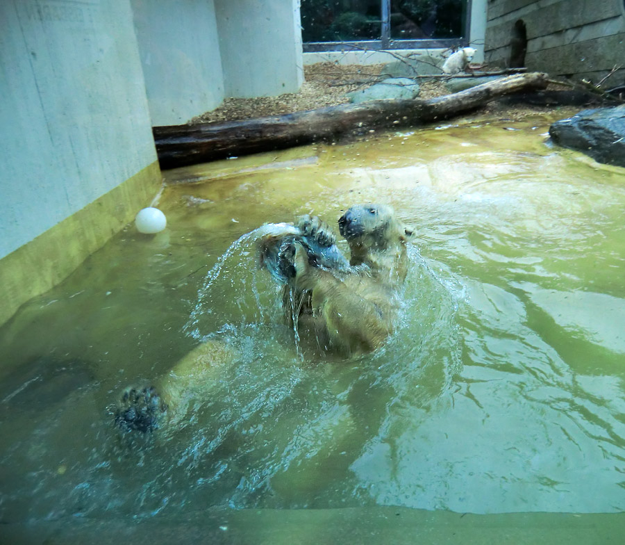 Eisbärin VILMA und Eisbärchen ANORI am 2. Mai 2012 im Zoologischen Garten Wuppertal