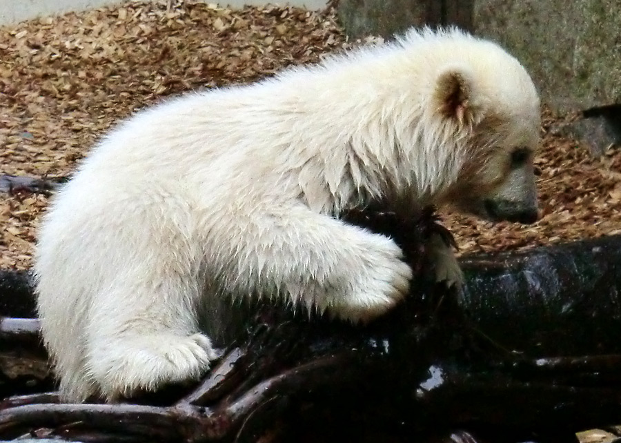 Eisbärchen ANORI am 2. Mai 2012 im Zoologischen Garten Wuppertal