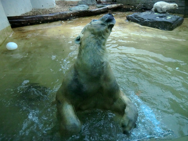 Eisbärin VILMA und Eisbärchen ANORI am 2. Mai 2012 im Zoologischen Garten Wuppertal