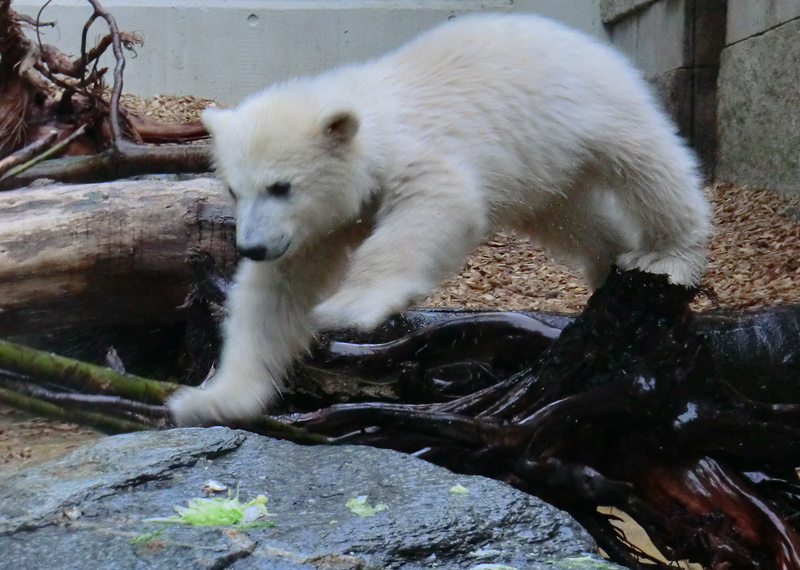 Eisbärchen ANORI am 2. Mai 2012 im Wuppertaler Zoo