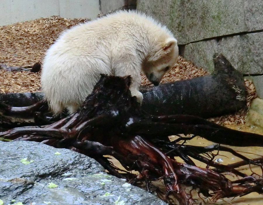 Eisbärchen ANORI am 2. Mai 2012 im Zoo Wuppertal