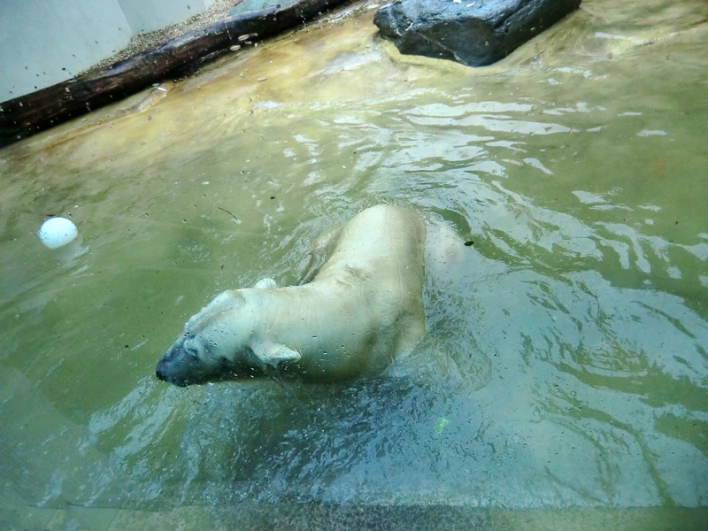 Eisbärin VILMA am 2. Mai 2012 im Wuppertaler Zoo