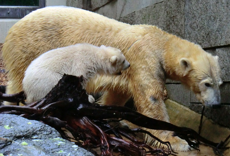 Eisbärchen ANORI und Eisbärin VILMA am 2. Mai 2012 im Zoo Wuppertal