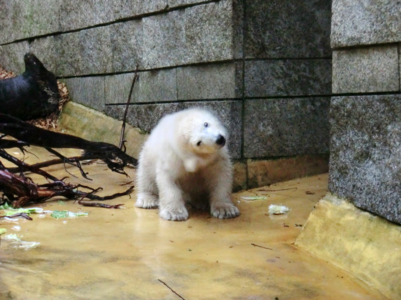 Eisbärchen ANORI am 2. Mai 2012 im Zoologischen Garten Wuppertal