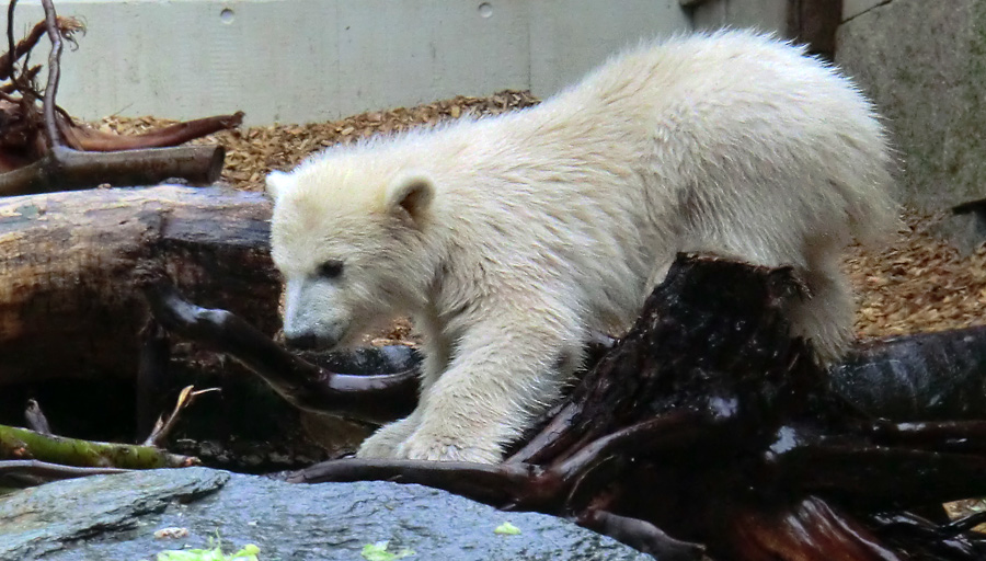 Eisbärchen ANORI am 2. Mai 2012 im Wuppertaler Zoo