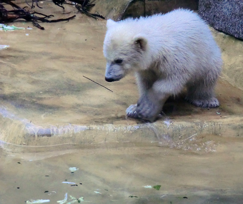 Eisbärchen ANORI am 2. Mai 2012 im Wuppertaler Zoo