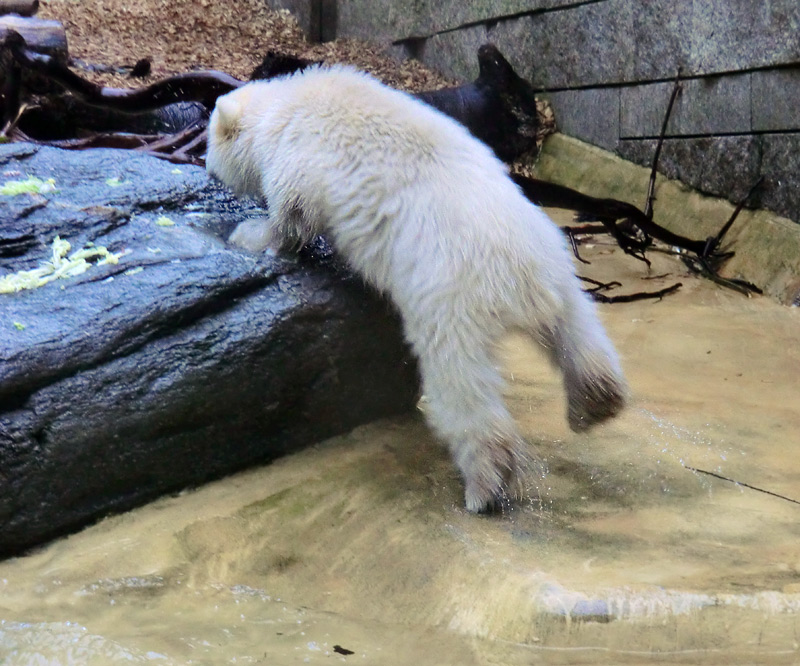 Eisbärchen ANORI am 2. Mai 2012 im Zoologischen Garten Wuppertal