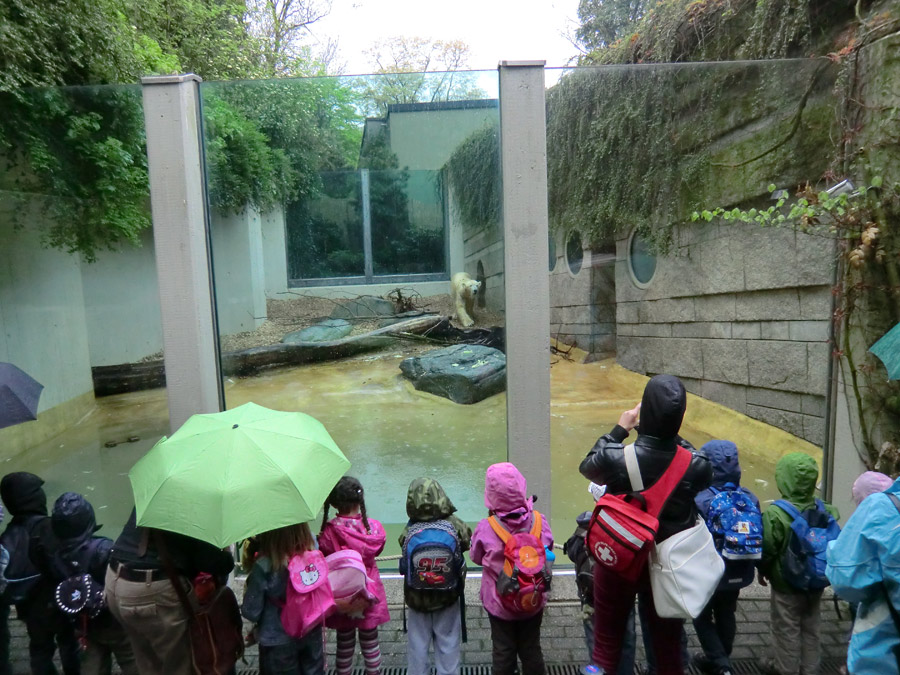 Eisbärin VILMA am 2. Mai 2012 im Wuppertaler Zoo