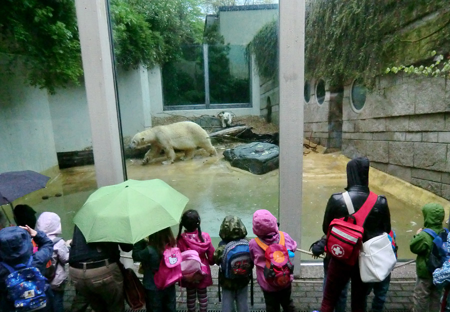 Eisbärin VILMA und Eisbärchen ANORI am 2. Mai 2012 im Zoo Wuppertal