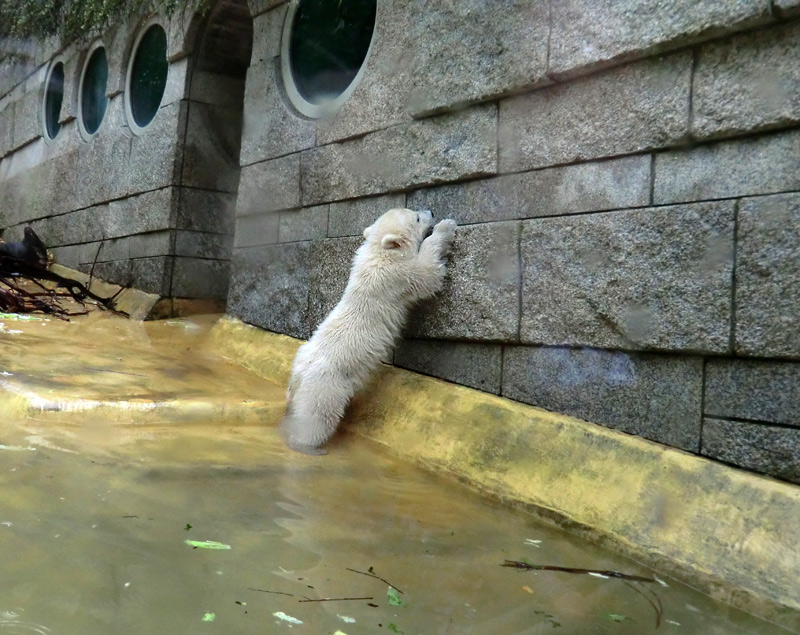 Eisbärchen ANORI am 2. Mai 2012 im Wuppertaler Zoo