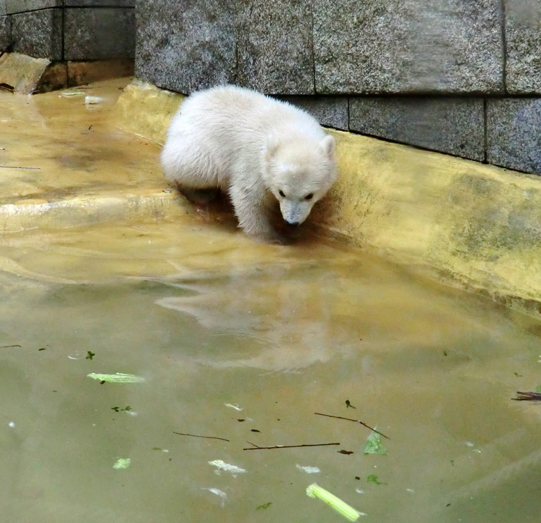 Eisbärchen ANORI am 2. Mai 2012 im Zoo Wuppertal