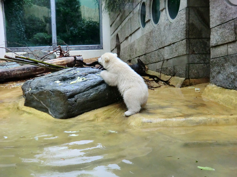 Eisbärchen ANORI am 2. Mai 2012 im Zoologischen Garten Wuppertal