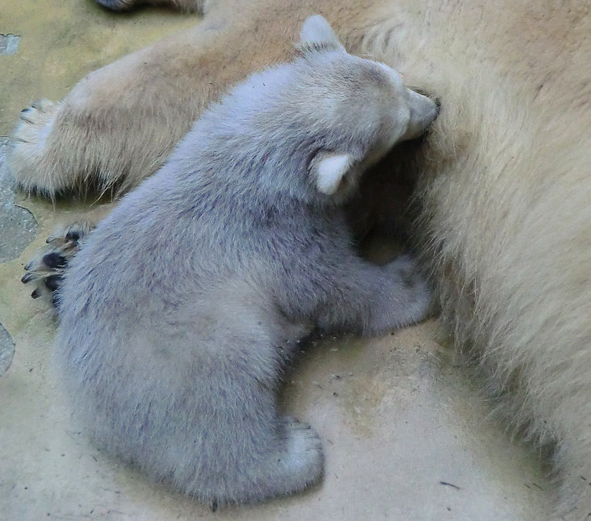 Eisbärbaby ANORI und Eisbärin VILMA am 3. Mai 2012 im Wuppertaler Zoo