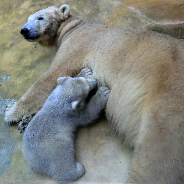 Eisbärbaby ANORI und Eisbärin VILMA am 3. Mai 2012 im Zoo Wuppertal