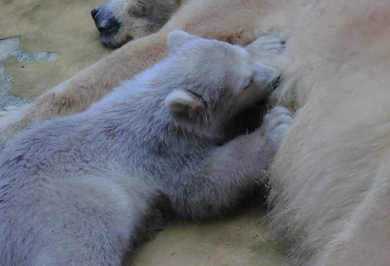 Eisbärbaby ANORI und Eisbärin VILMA am 3. Mai 2012 im Zoologischen Garten Wuppertal