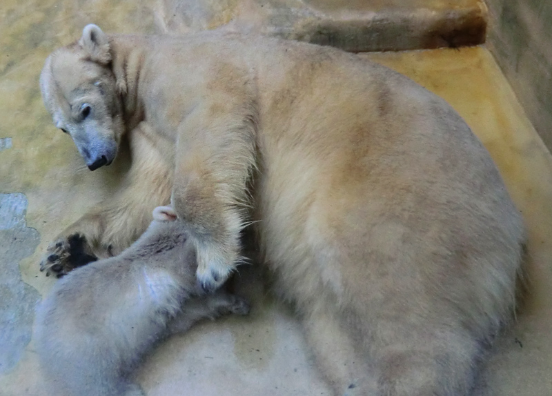 Eisbärbaby ANORI und Eisbärin VILMA am 3. Mai 2012 im Wuppertaler Zoo