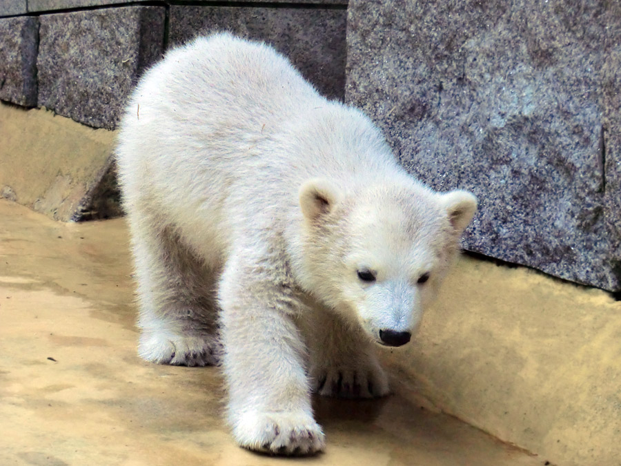 Eisbärbaby ANORI am 4. Mai 2012 im Zoo Wuppertal