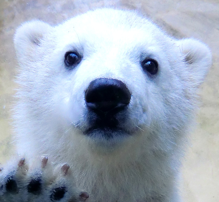 Eisbärbaby ANORI am 4. Mai 2012 im Wuppertaler Zoo