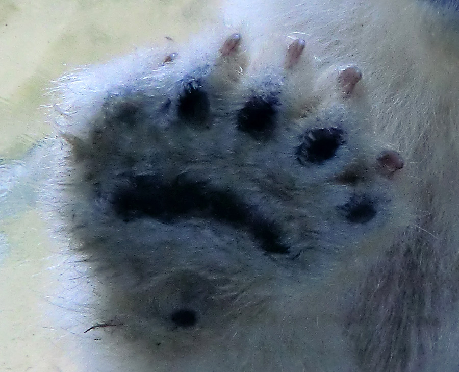 Eisbärbaby ANORI am 4. Mai 2012 im Zoologischen Garten Wuppertal