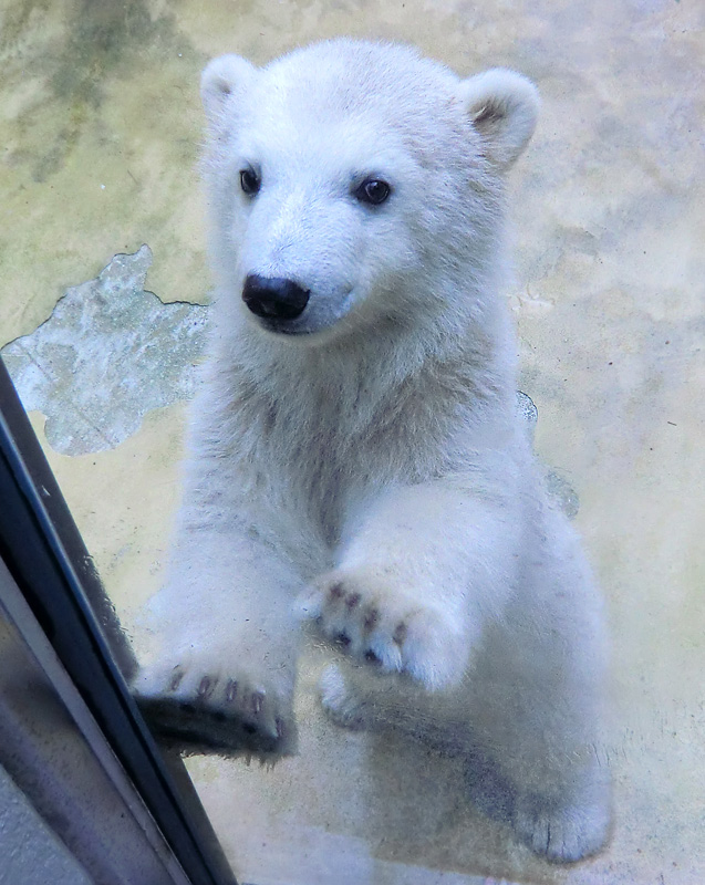 Eisbärbaby ANORI am 4. Mai 2012 im Zoo Wuppertal