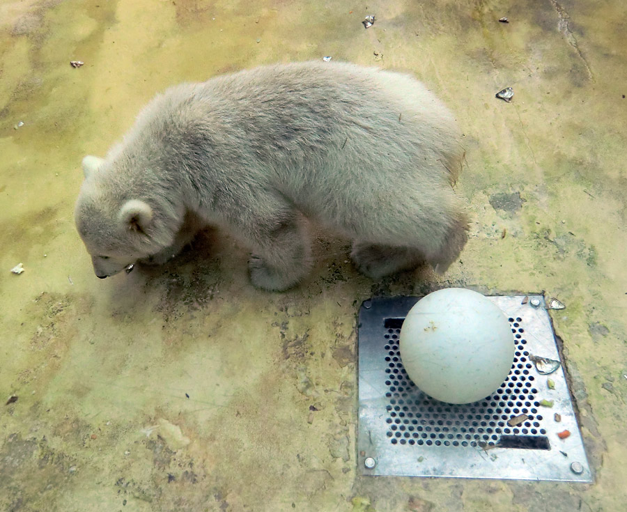 Eisbärbaby ANORI am 4. Mai 2012 im Zoologischen Garten Wuppertal