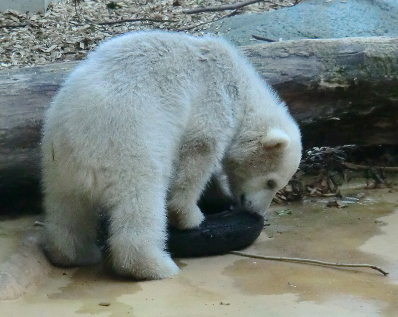 Eisbärbaby ANORI am 4. Mai 2012 im Zoo Wuppertal