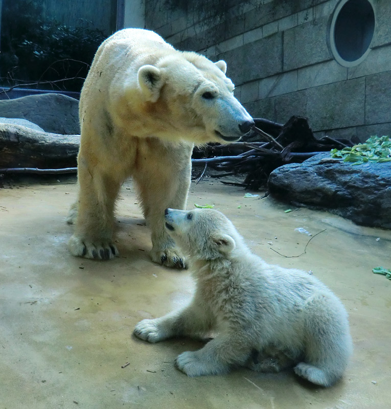 Eisbärbaby ANORI und Eisbärin VILMA am 12. Mai 2012 im Zoologischen Garten Wuppertal