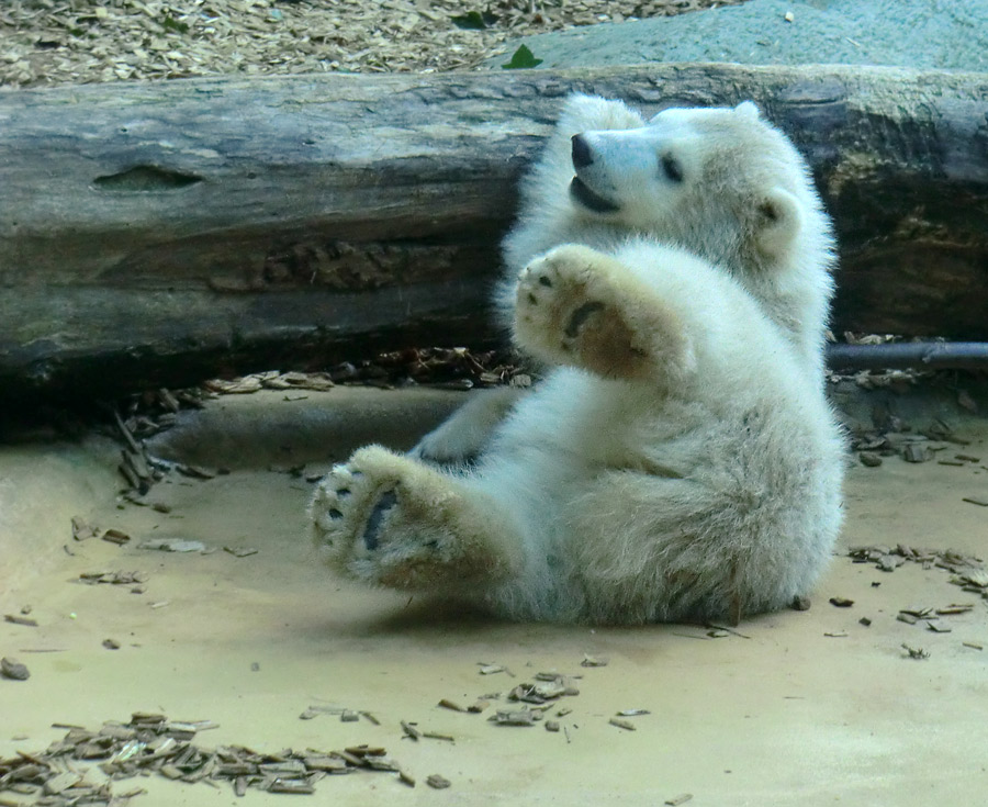 Eisbärbaby ANORI am 12. Mai 2012 im Zoologischen Garten Wuppertal