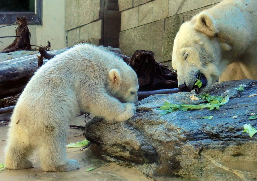 Eisbärbaby ANORI und Eisbärin VILMA am 12. Mai 2012 im Wuppertaler Zoo