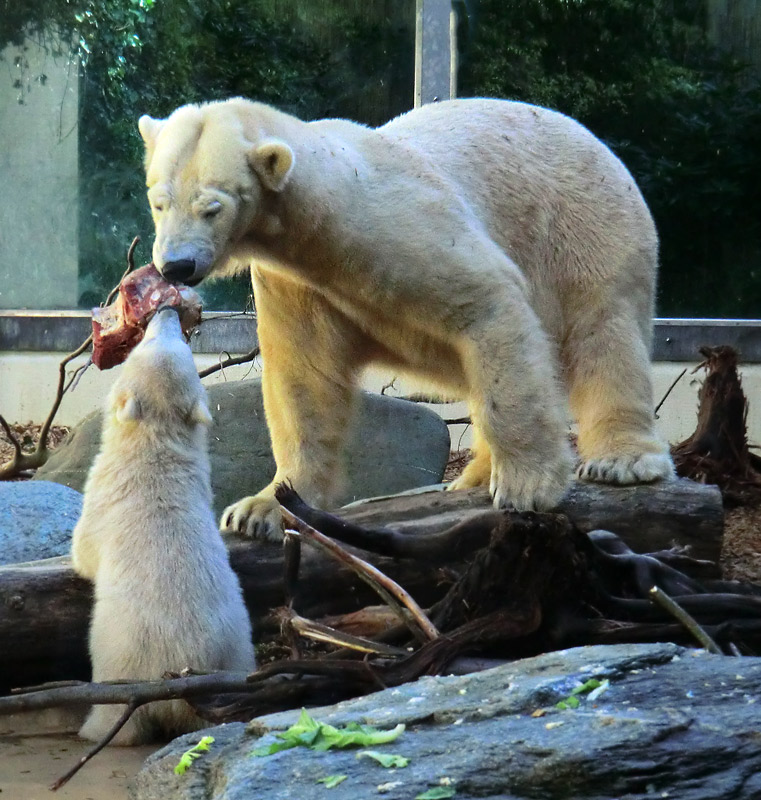 Eisbärbaby ANORI und Eisbärin VILMA am 12. Mai 2012 im Wuppertaler Zoo