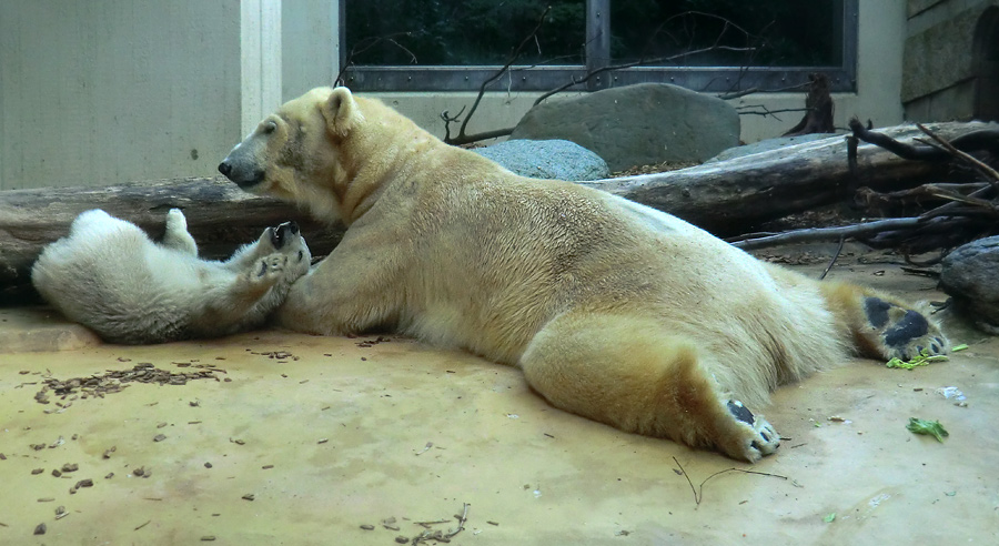 Eisbärbaby ANORI und Eisbärin VILMA am 12. Mai 2012 im Zoo Wuppertal