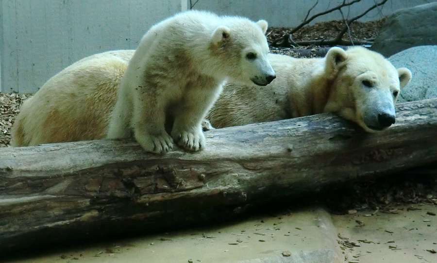 Eisbärbaby ANORI und Eisbärin VILMA am 12. Mai 2012 im Zoologischen Garten Wuppertal