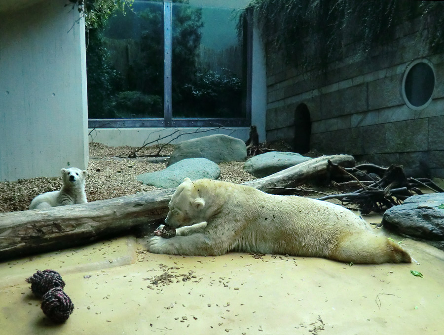 Eisbärbaby ANORI und Eisbärin VILMA am 12. Mai 2012 im Zoo Wuppertal