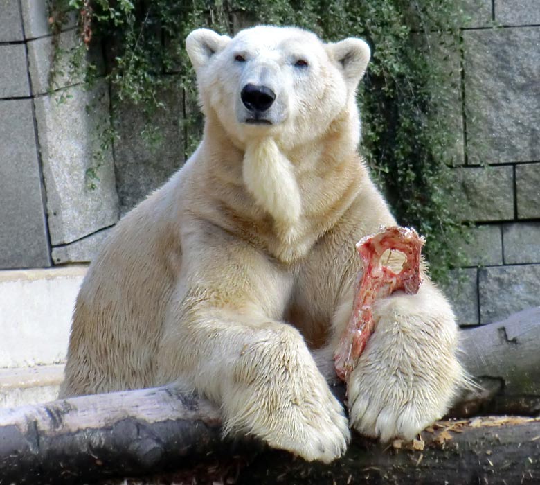 Eisbär LARS im Mai 2012 im Zoologischen Garten der Stadt Wuppertal
