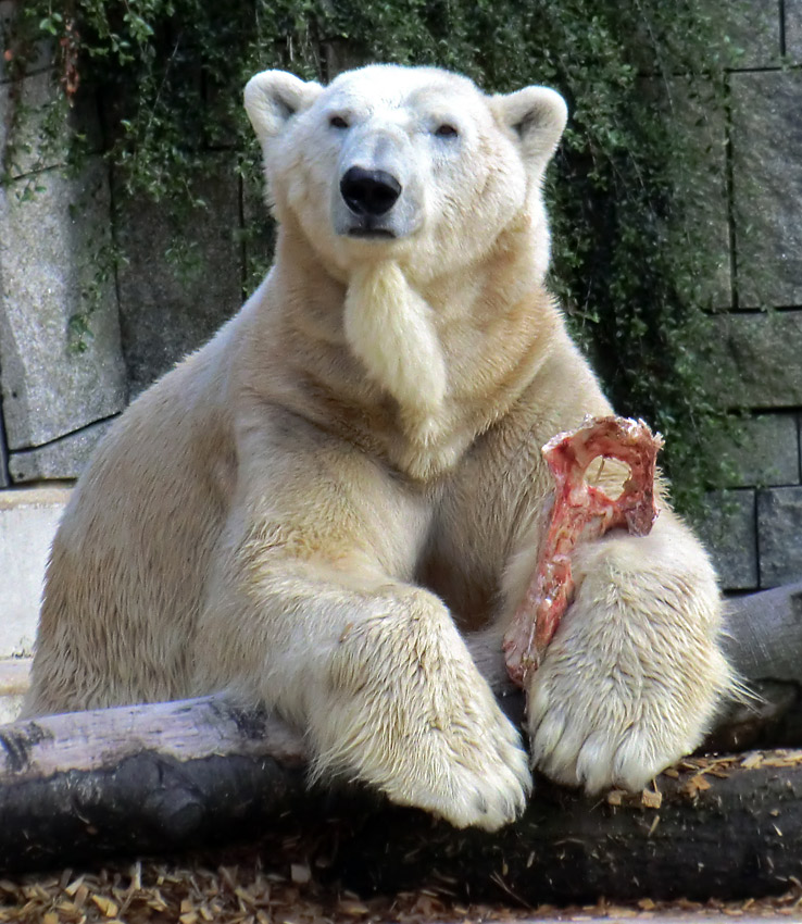 Eisbär LARS am 12. Mai 2012 im Zoologischen Garten Wuppertal
