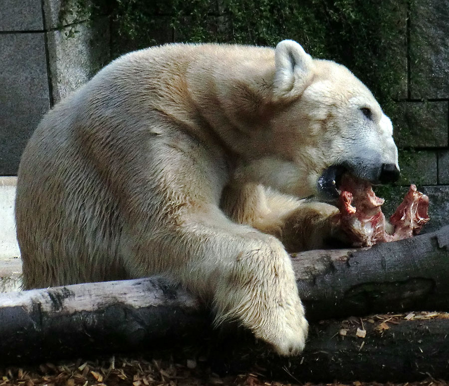 Eisbär LARS am 12. Mai 2012 im Zoo Wuppertal