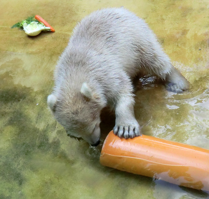 Eisbärbaby ANORI am 19. Mai 2012 im Zoologischen Garten Wuppertal