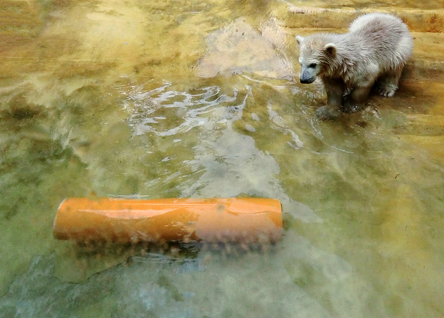 Eisbärbaby ANORI am 19. Mai 2012 im Wuppertaler Zoo